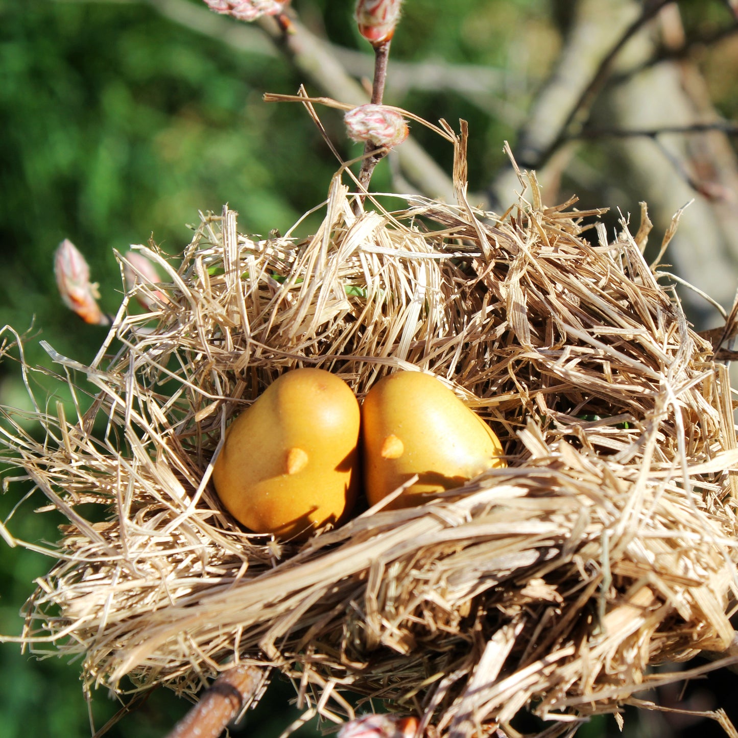 Baby Chicks