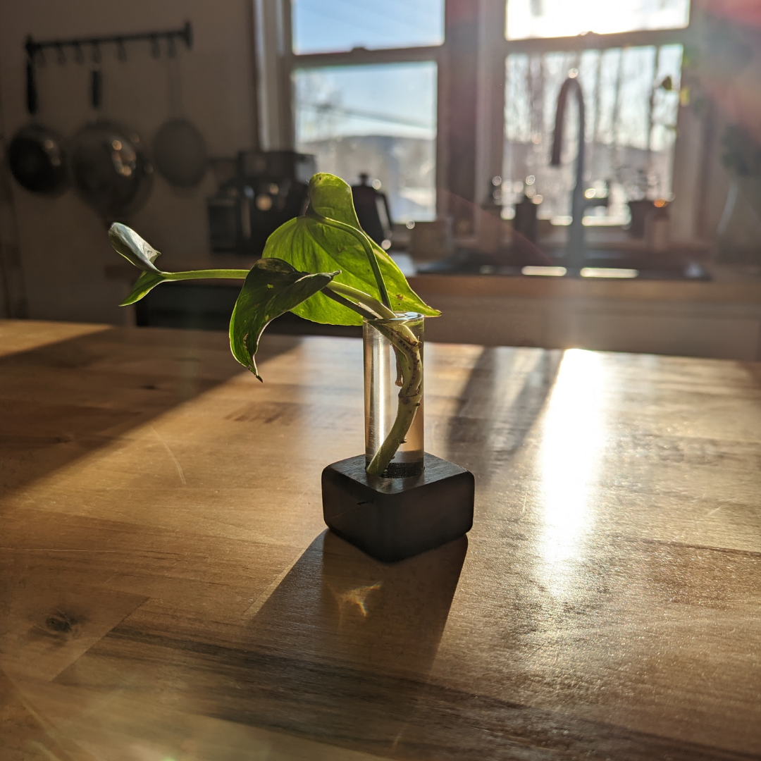 Propagation Station with Wooden Vial Holder