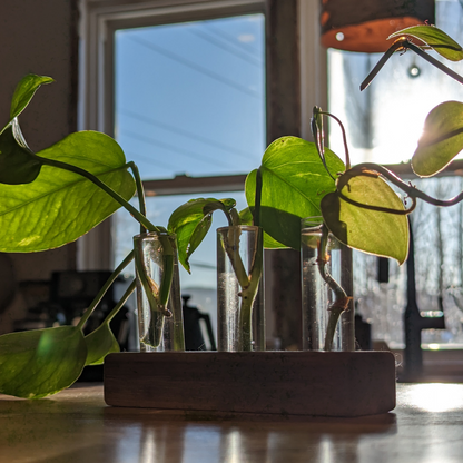 Propagation Station with Wooden Vial Holder